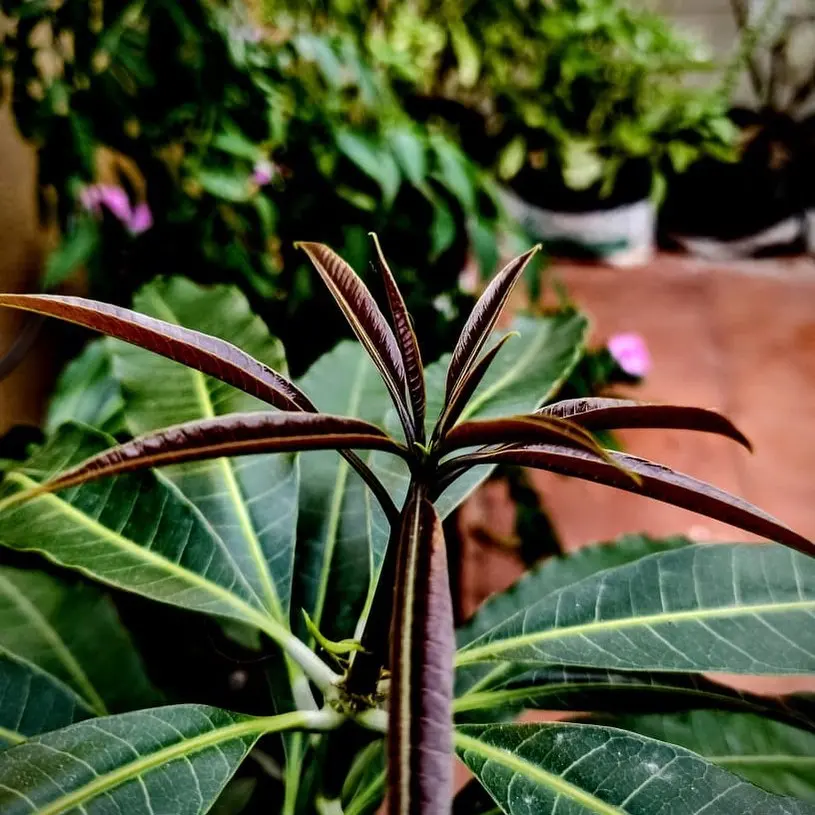 Growing in the midst of death. Mango (Alphonso) plant thriving strong. 🥭