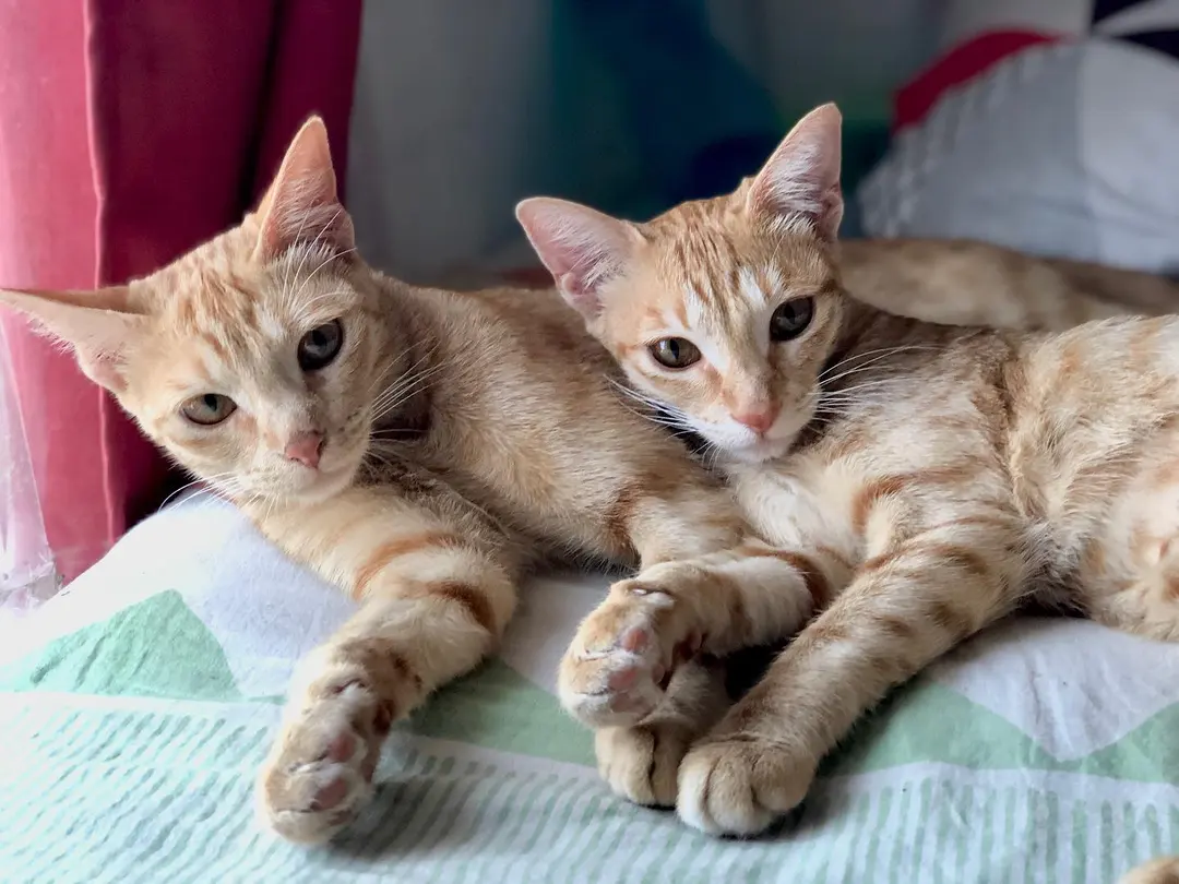 Theme of the day...GINGER 😻