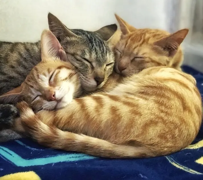 Mama and babies 😇😇🥰