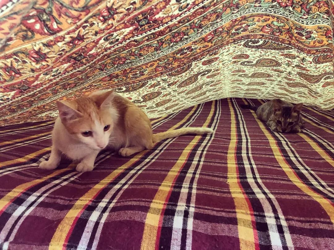 Every time I change the sheets .....🤨