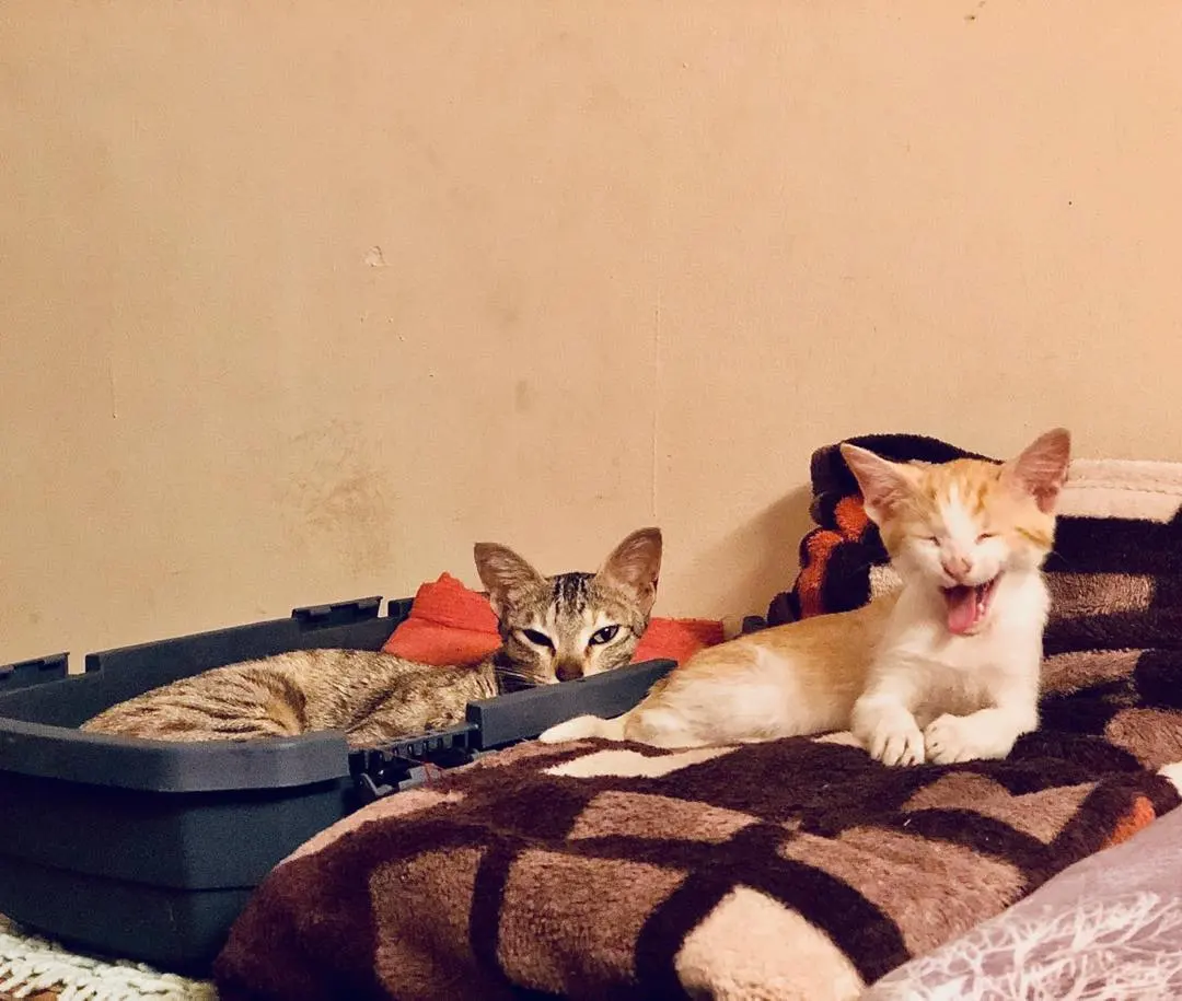 You woke us up......for a picture 😼😼