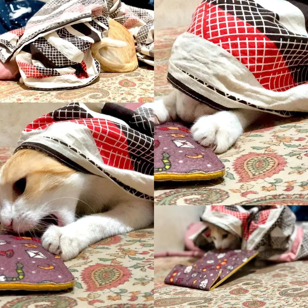 The play of the shy one...give her a piece of cloth and she will show her true self. 🤩