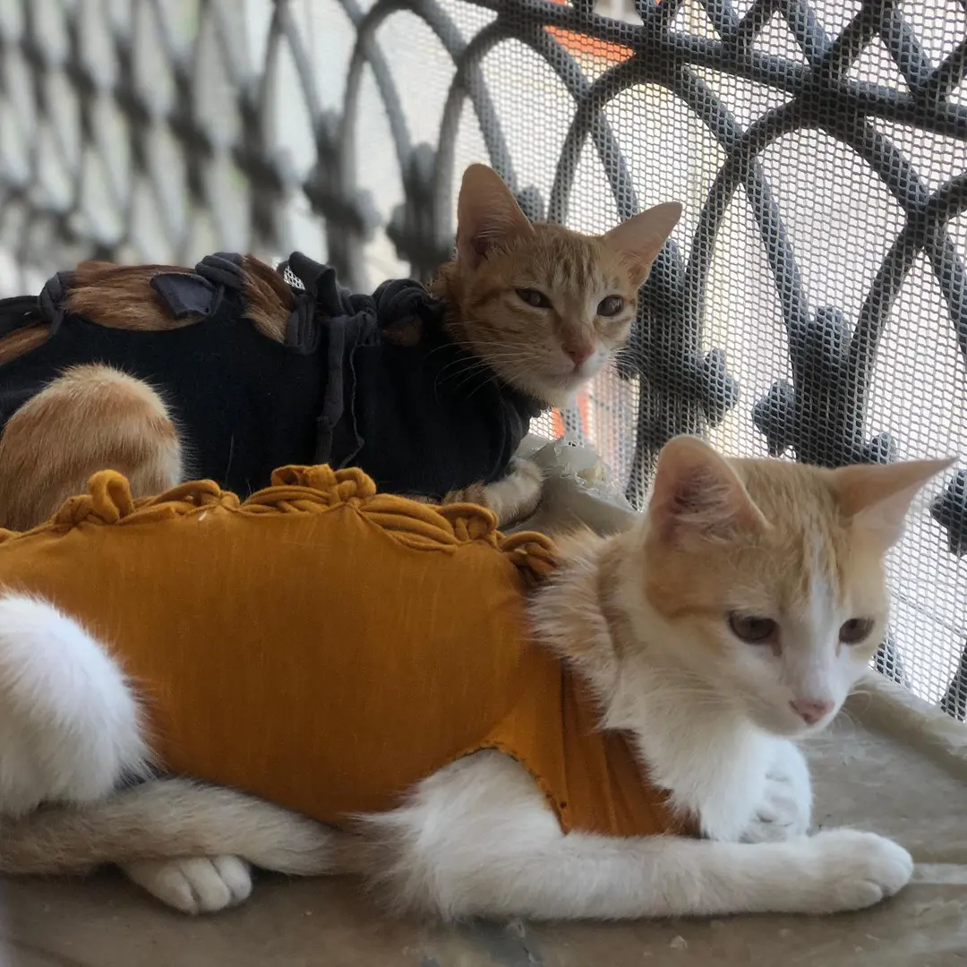 Not so happy faces. When they got spayed 😓🤪
