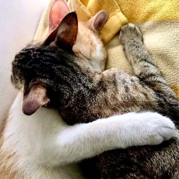 Sleeping beauties.. 😻🥰