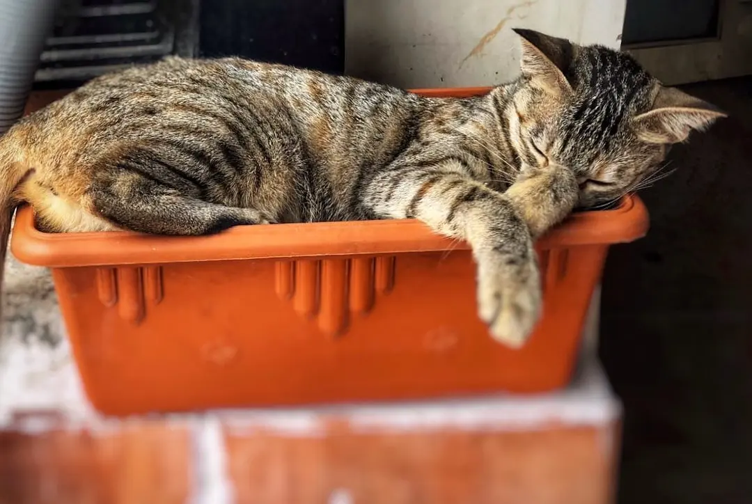 Saturday morning lazy cat 🤤 💤 _of_instagram