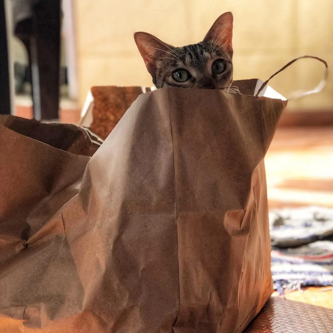 Give the cat a bag and she will forget all other toys 😂😂. Sunday morning shenanigans 💓💓