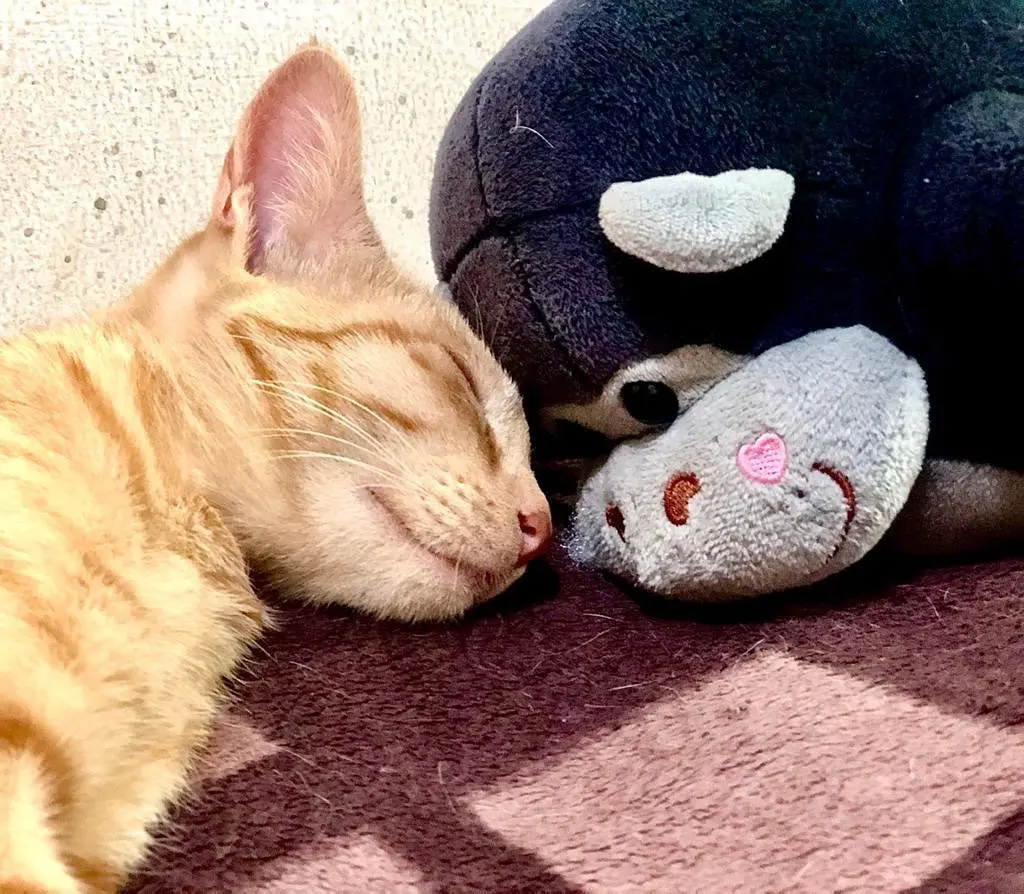 This one loves her gorilla 💓😻