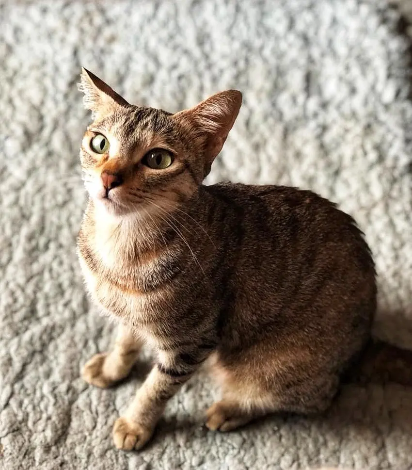 Eyes glistening with hope of playtime and anticipation of treats 🙇🏻♀️🙇🏻♀️ 😇😇🥰
