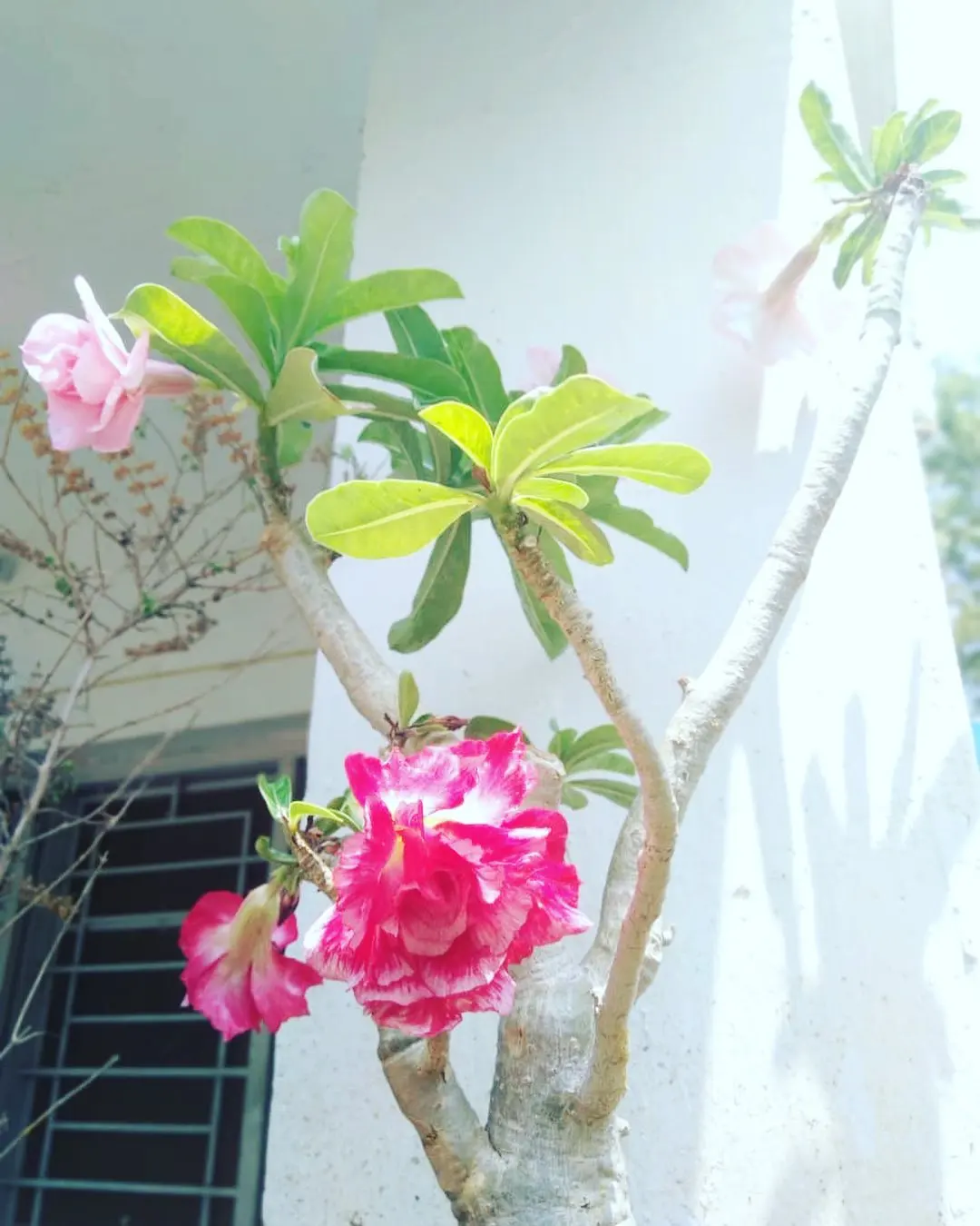 Sweet desert rose. Each of her veils, a secret promise