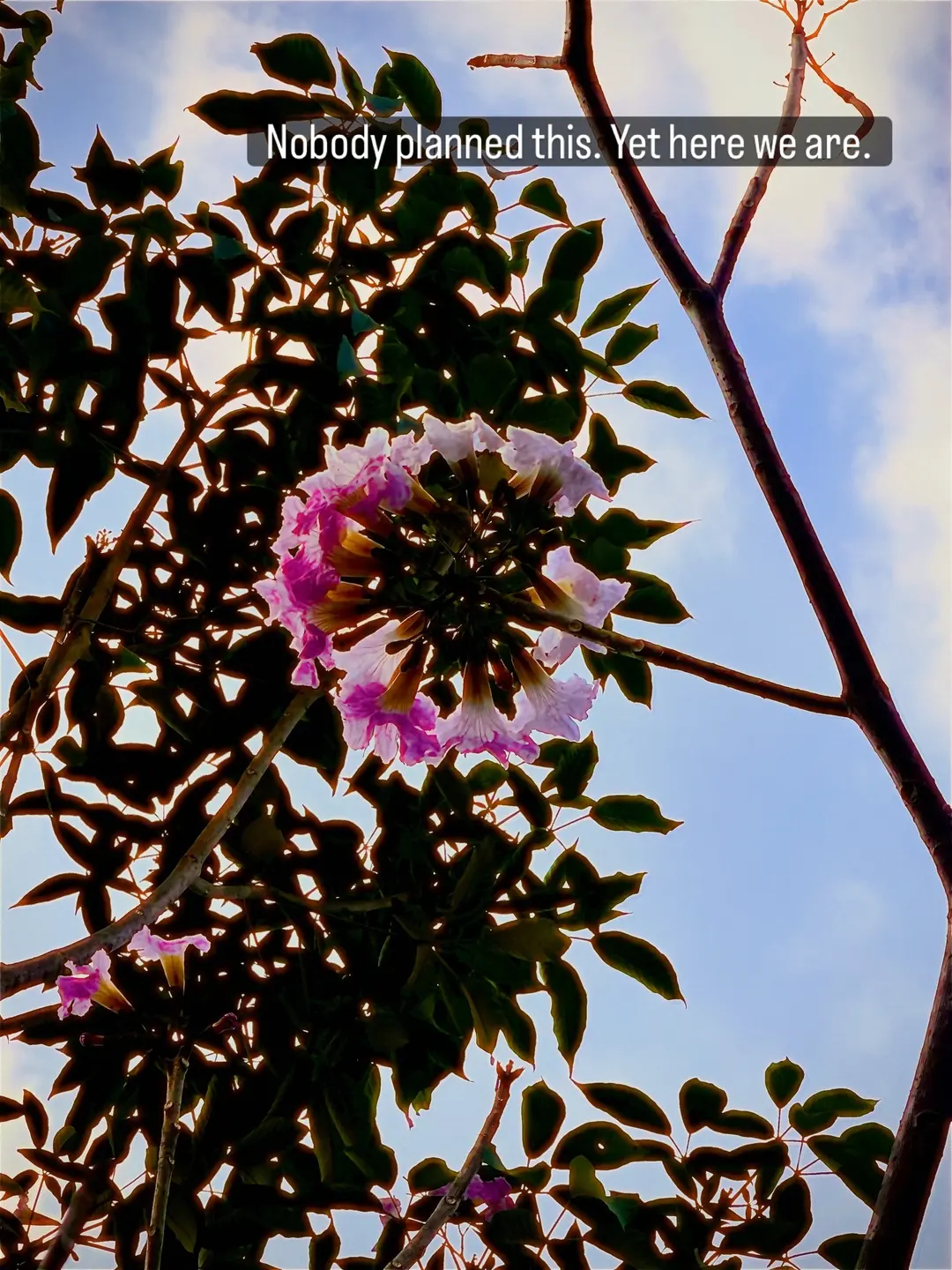 An evening walk taught me this, what looks like chaos up close, is just nature being