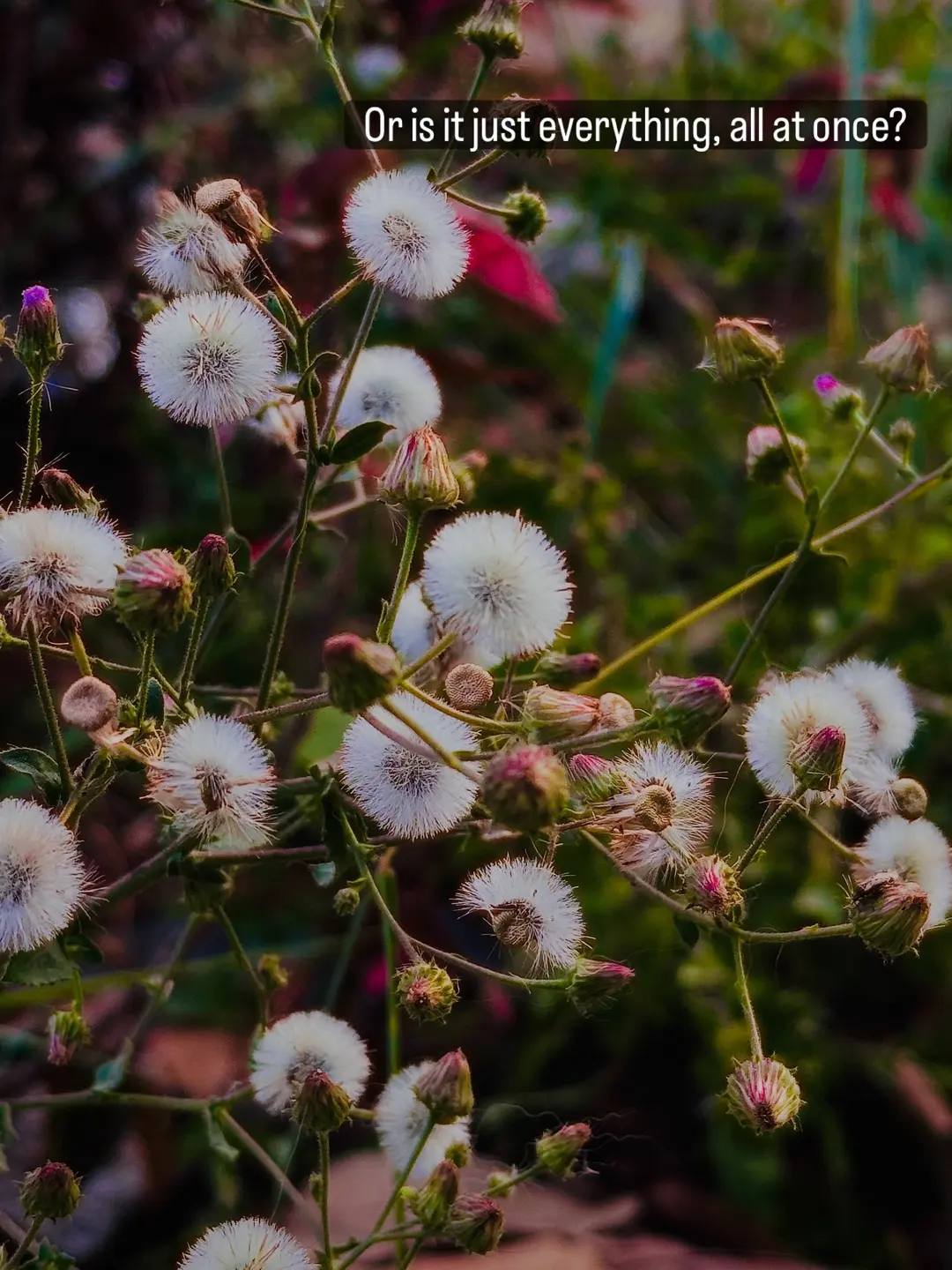 An evening walk taught me this, what looks like chaos up close, is just nature being (4 of 5)