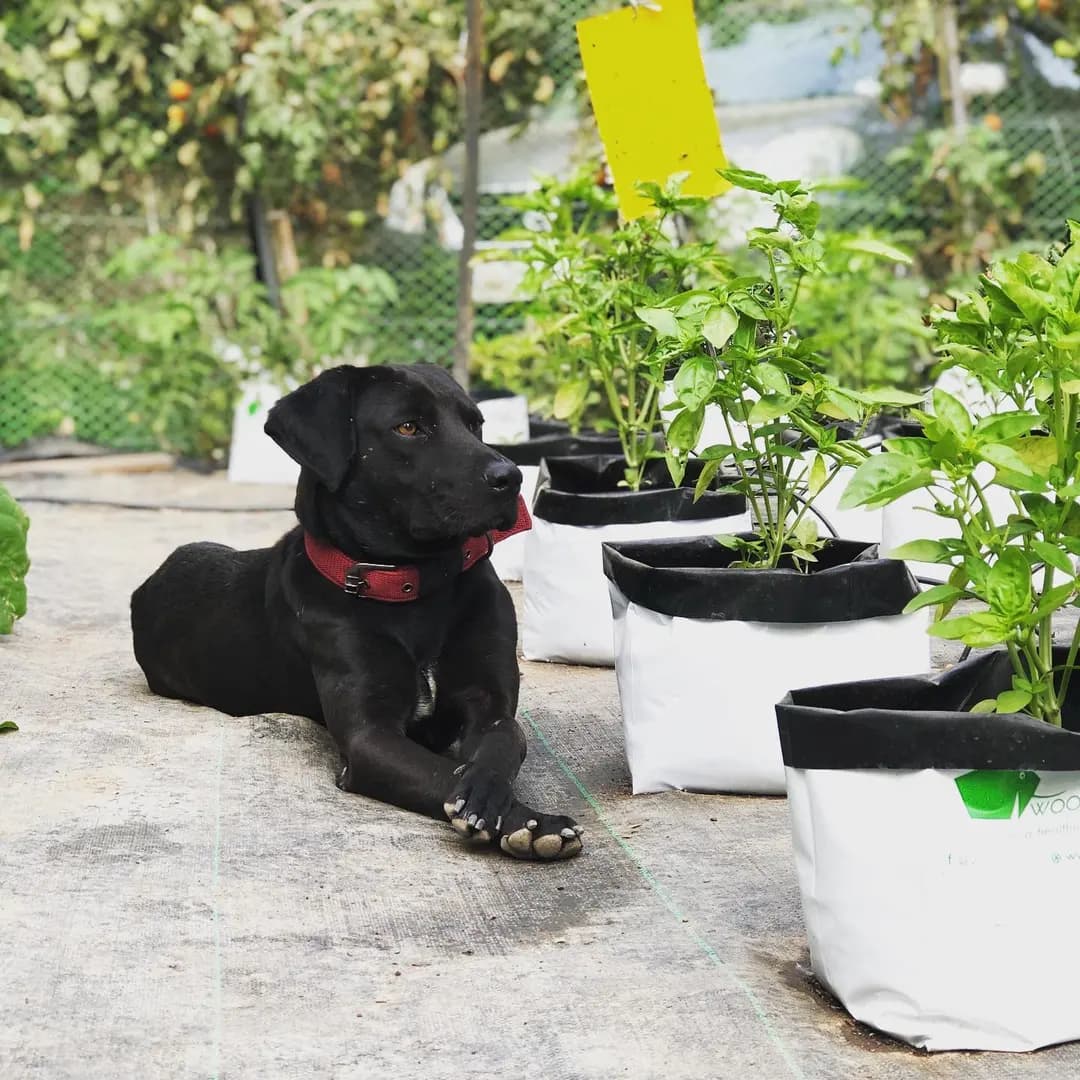 Fez the Super Dog Trying to fight the Monday blues and pretending to guard the basil