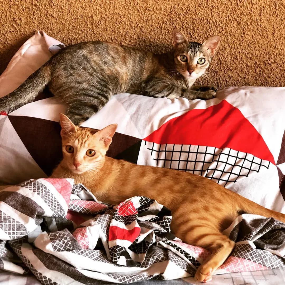 Mama and baby enjoying a cozy bed.💓