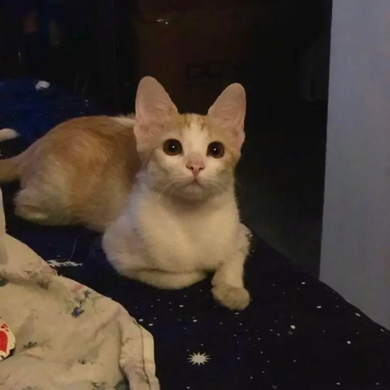 I saw a fly near the lamp 🧐🤨