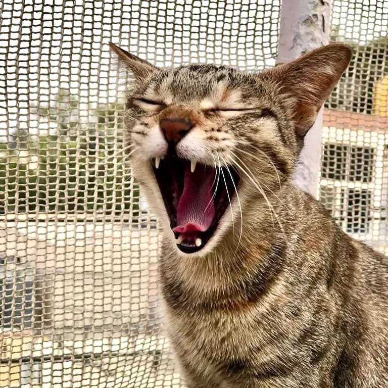 An urgent need of extra oxygen to continue staring at the birds on terrace 😂