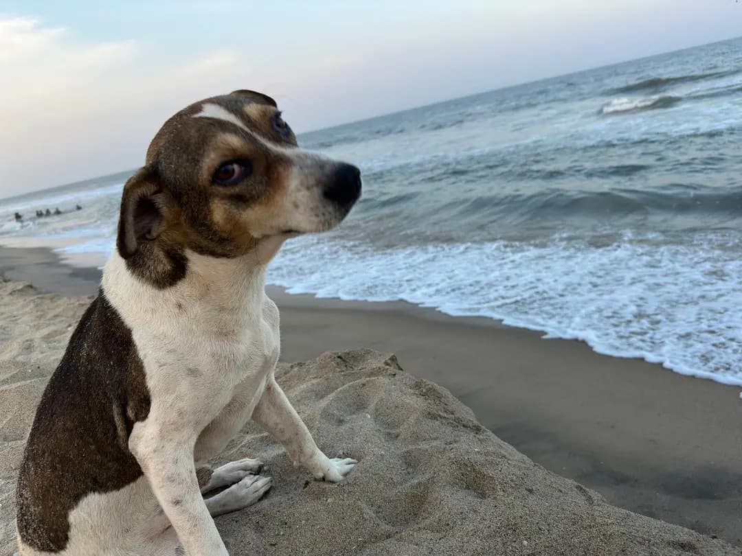 A very good boy from the beaches of