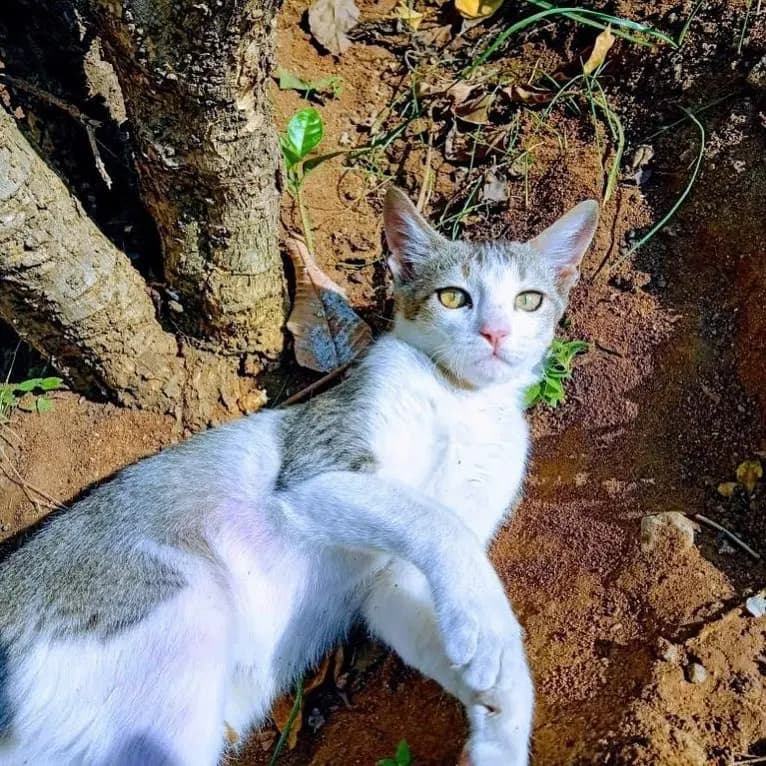 This handsome guy is my parents’ baby. This is the story of how my parents became PAWRENTS