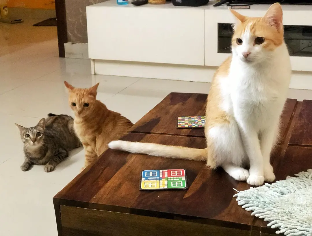 The Times when I can actually get three of them in one frame 😇😇