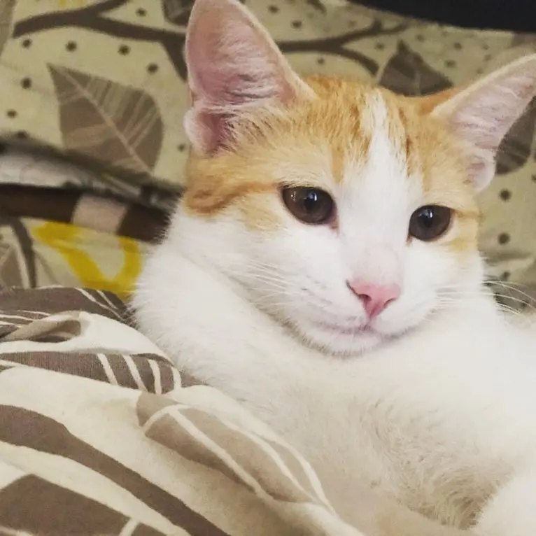 Just a cat making plans for her day 🤩