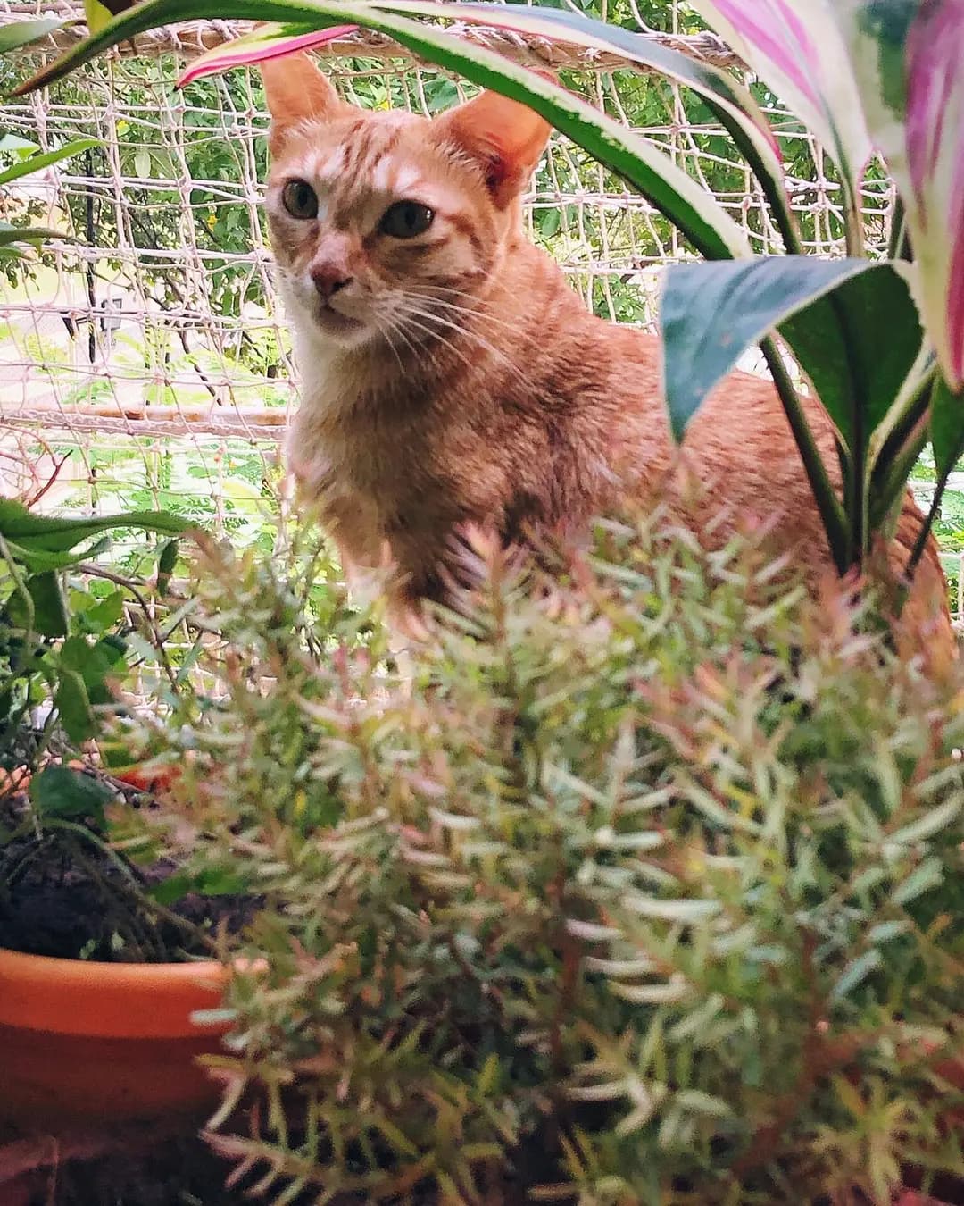 Kudru trying her best to hide behind the plants… (2 of 2)