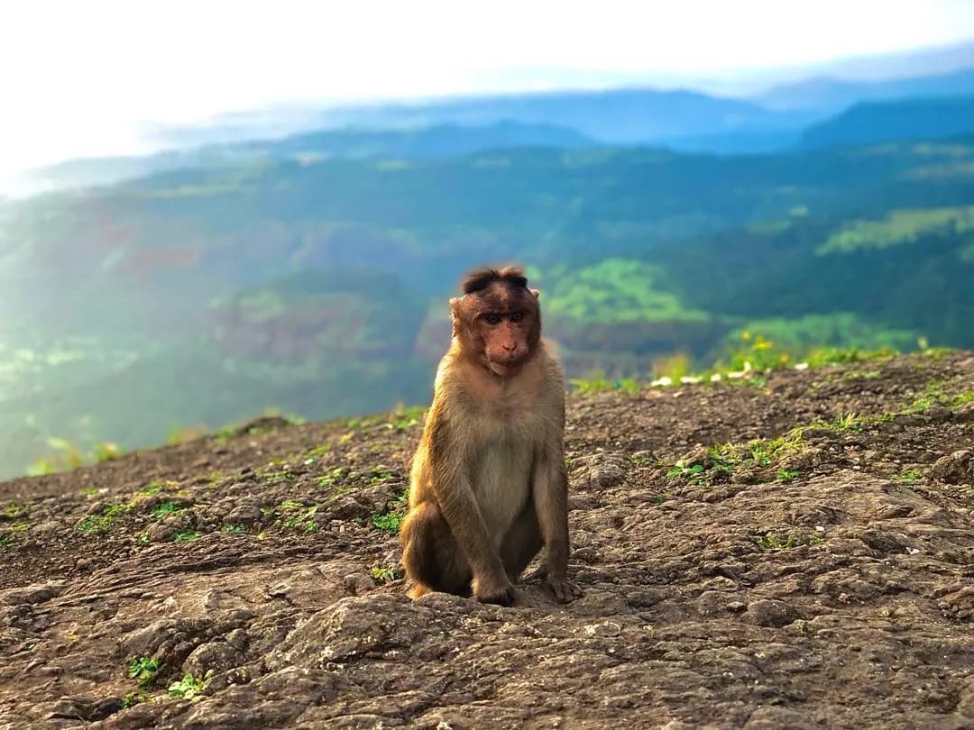 Of course there is a monkey. There is always a monkey. 🐒. - Doug Dorst