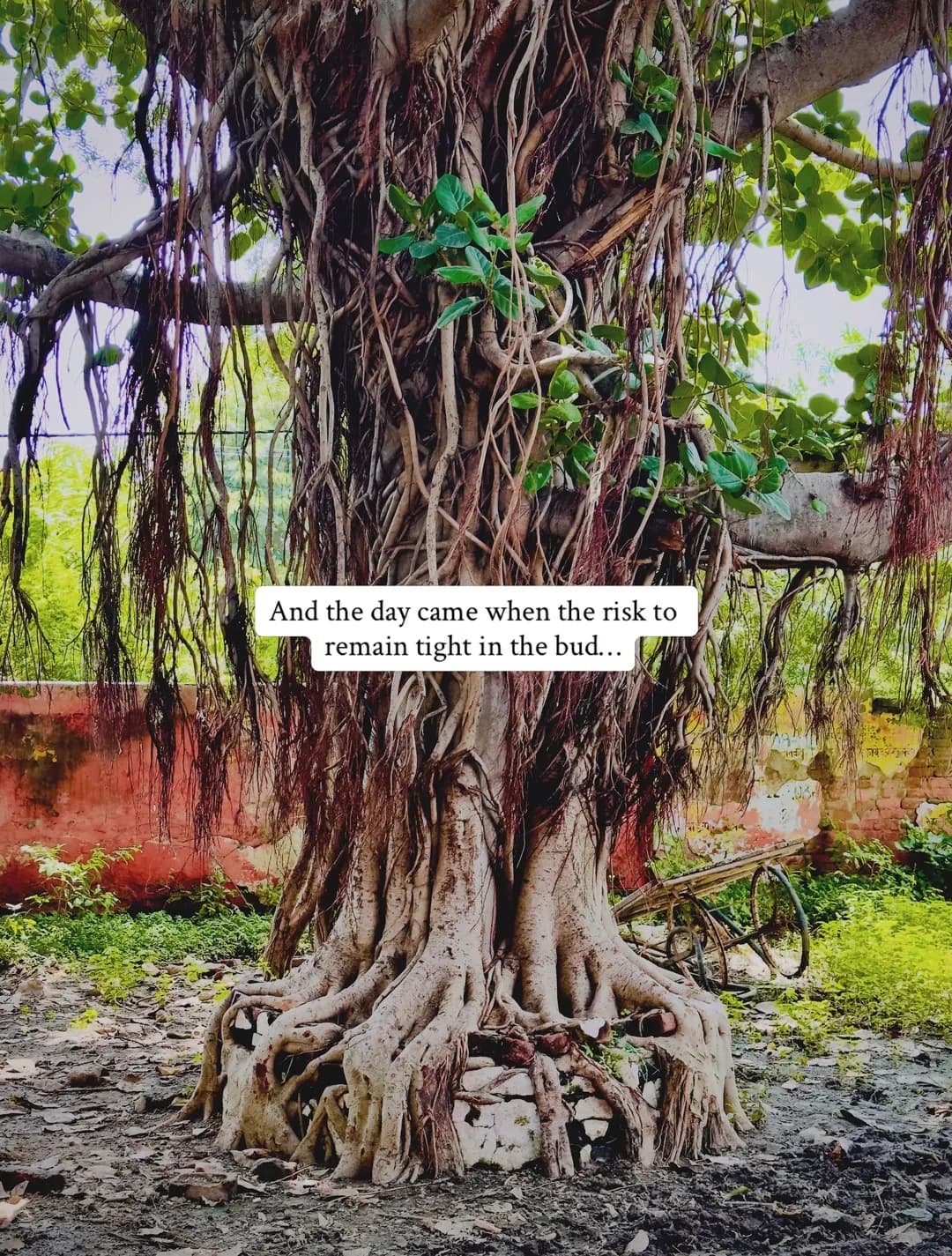 Maybe flourishing sometimes means becoming too much for the life you once fit into. 🌿