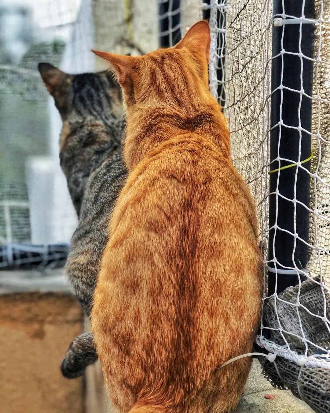 Monsoon is generally sad for them as there is not enough space for them to play outside but