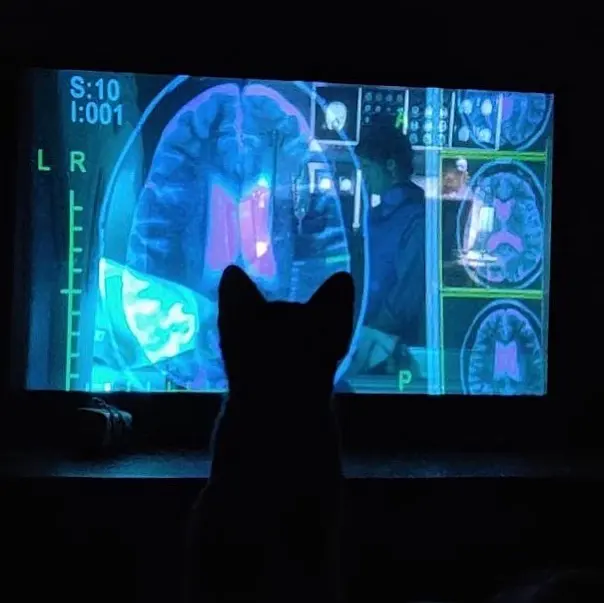 Just another day of a cat watching House.....that’s a pretty interesting MRI I guess