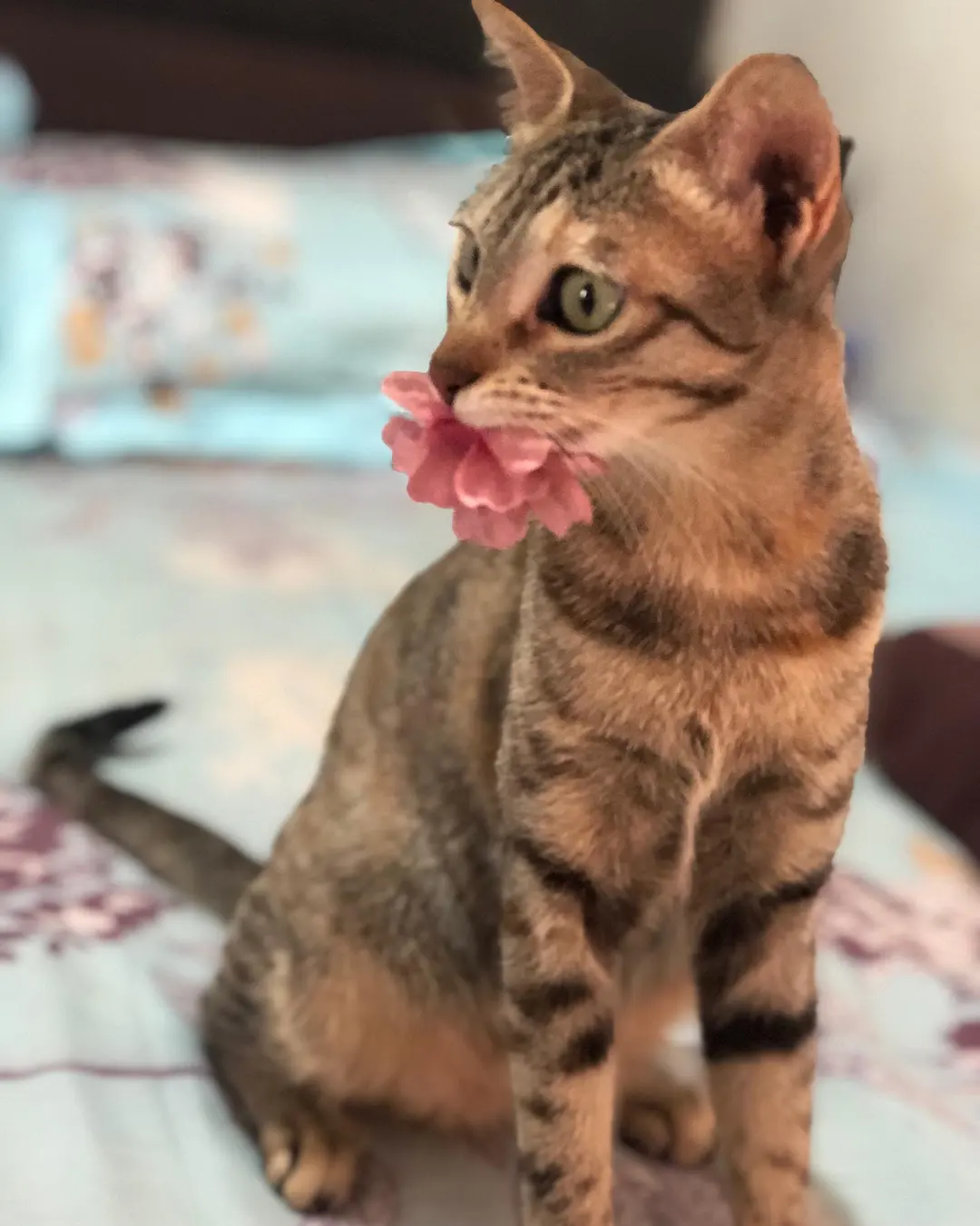 And she found another toy ....😍 😻