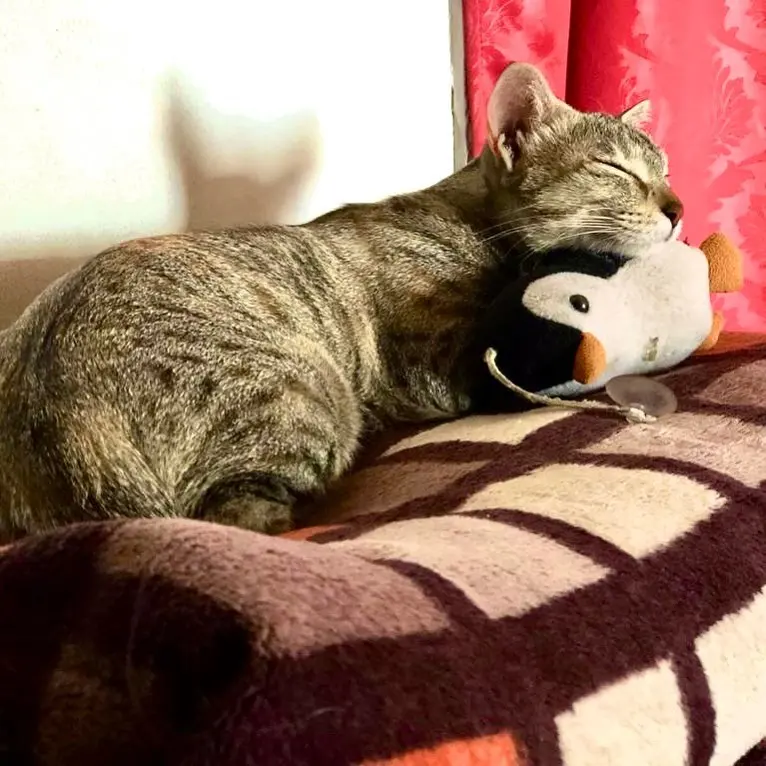 Napping with favourite toy 😻🥰