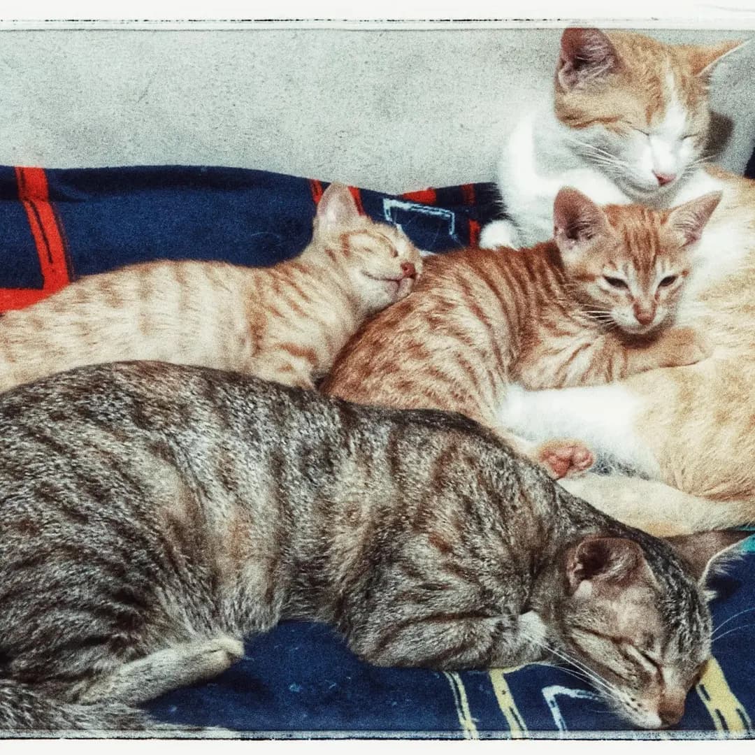 Last year, four individuals of the species Felis catus were spotted in my house