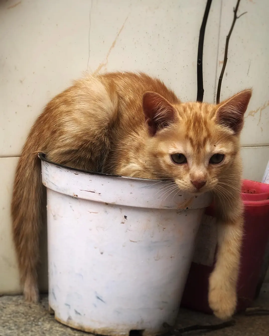 Cat-plant growing well this monsoon 😂😂