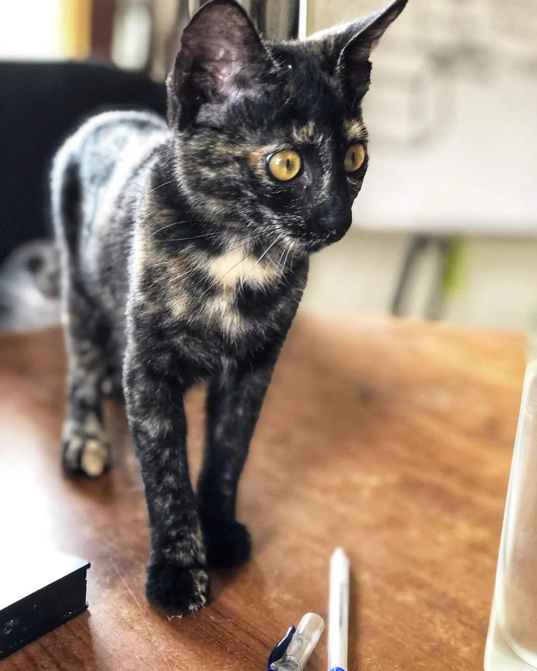 Oh she brought it... the tortitude 👩🏼🎤😼🧝🏼♀️🦹🏽 a new member tat the work place 🤩🤩