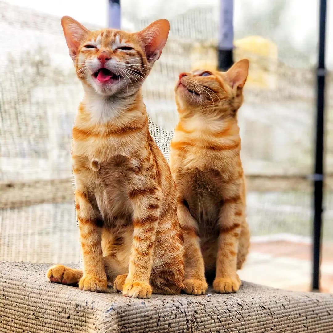 Sit on the favourite place and chirp at birds... Saturday morning shenanigans 🤩🤩🤘 😂