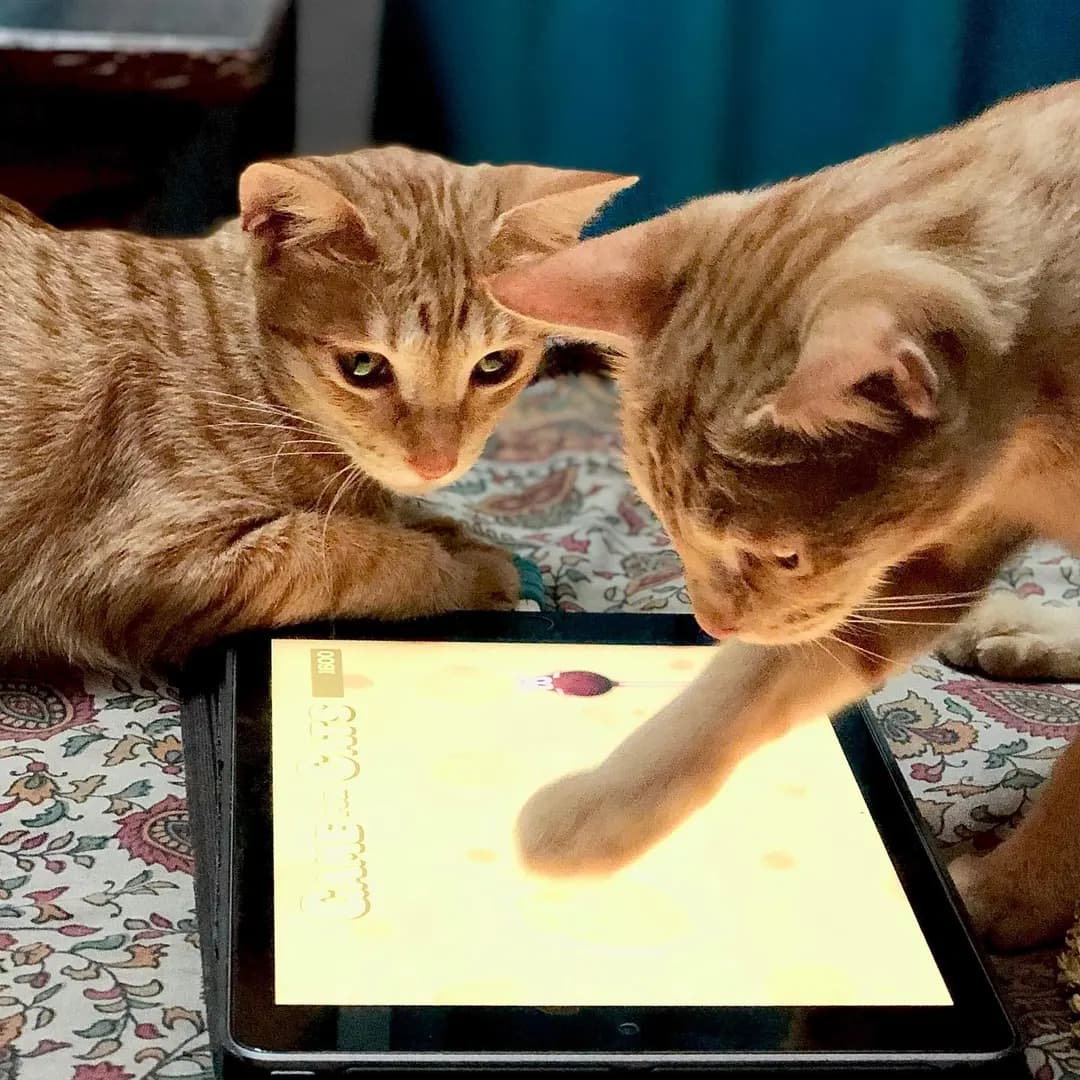 They finally played with the mouse game