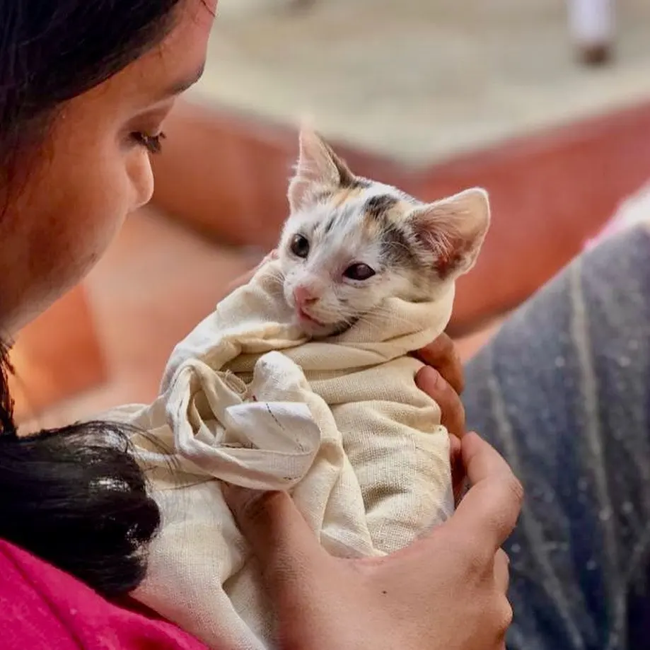 Meet Arwen.💓 (Do swipe to see amazing transformation😻 and see her big brother Tommen) So
