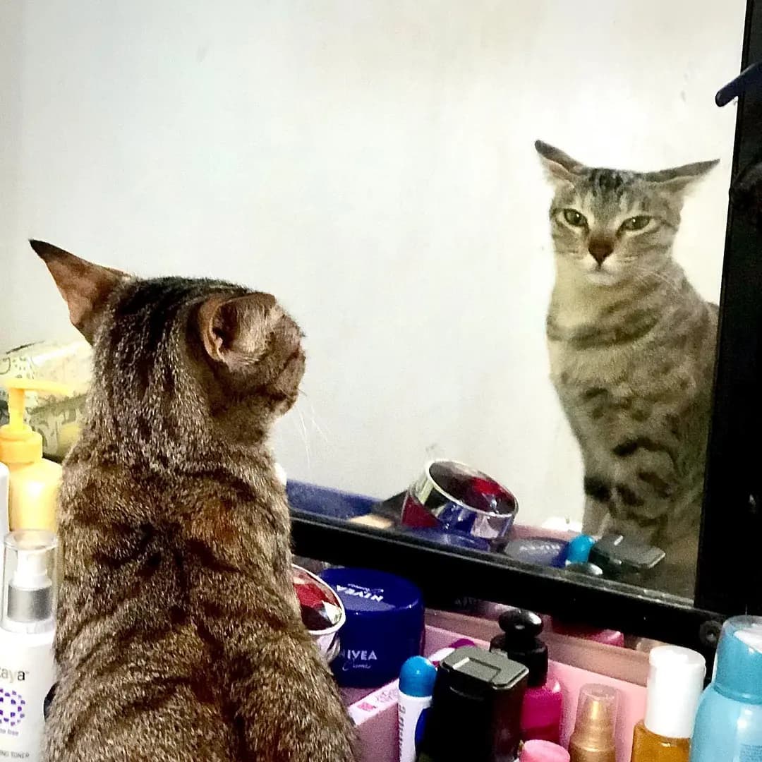 Mirror mirror on the wall, who is the QUEEN of them all!!