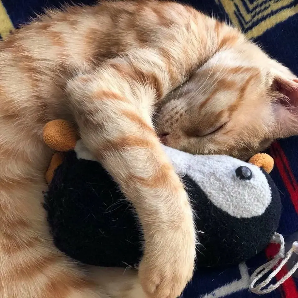 Cuddles 😴