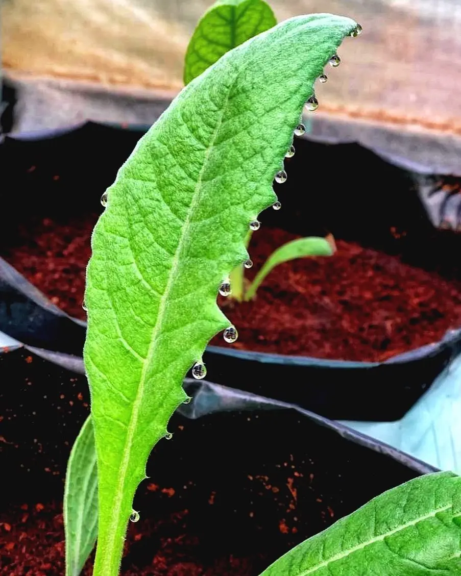 Another gem from the farm- , last year in November we started growing these Artichoke