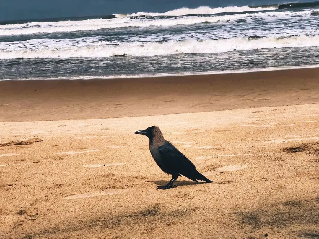 This one was circling us, not because we were dead...he just thought we were interesting 🤔