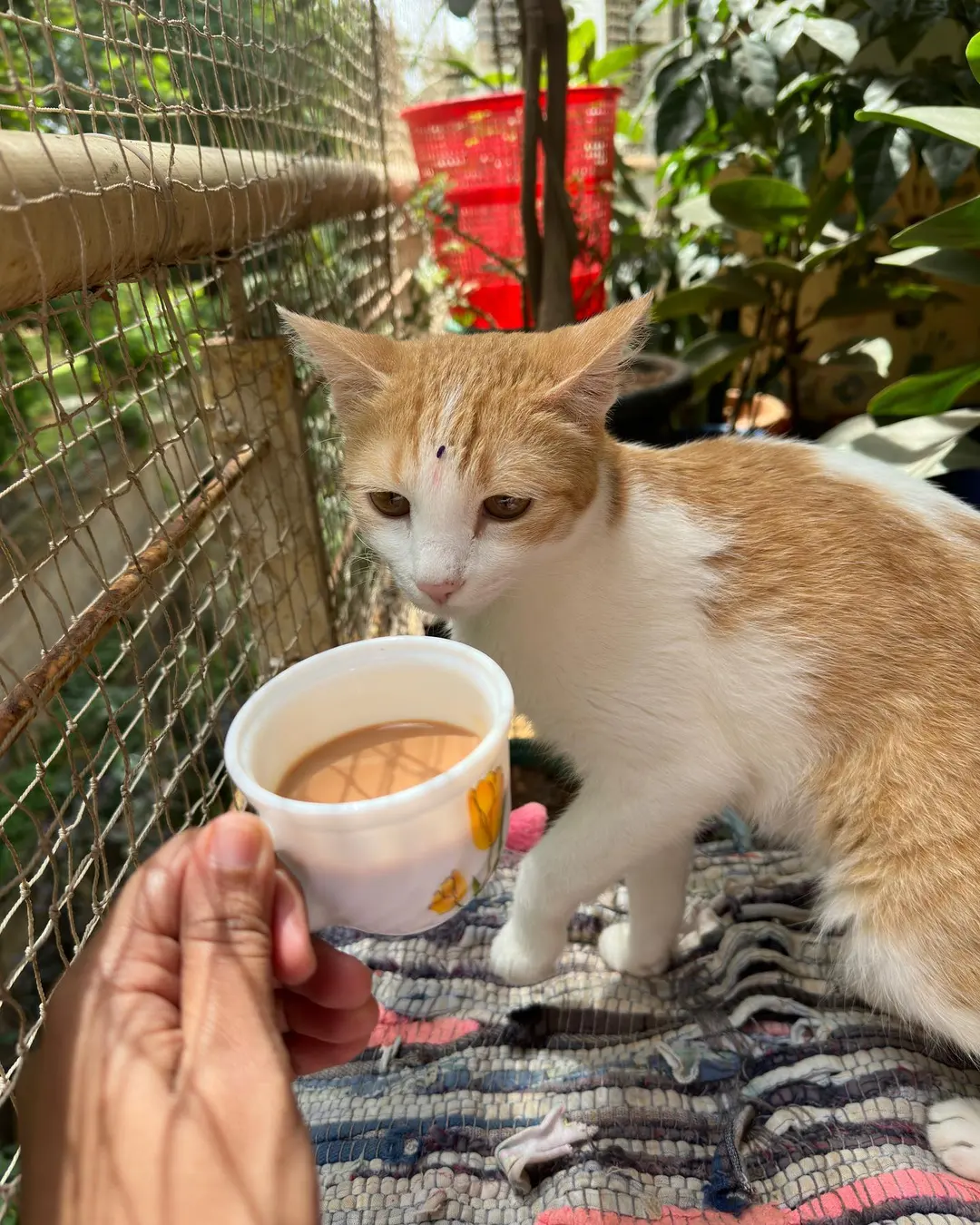Subah ki chai …. ☕️