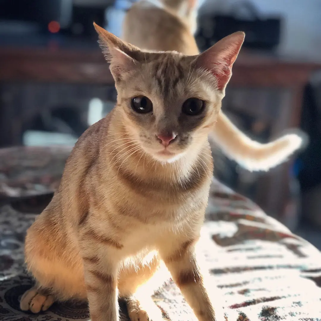 Tingmo’s gonna follow the sun. 🌞💫