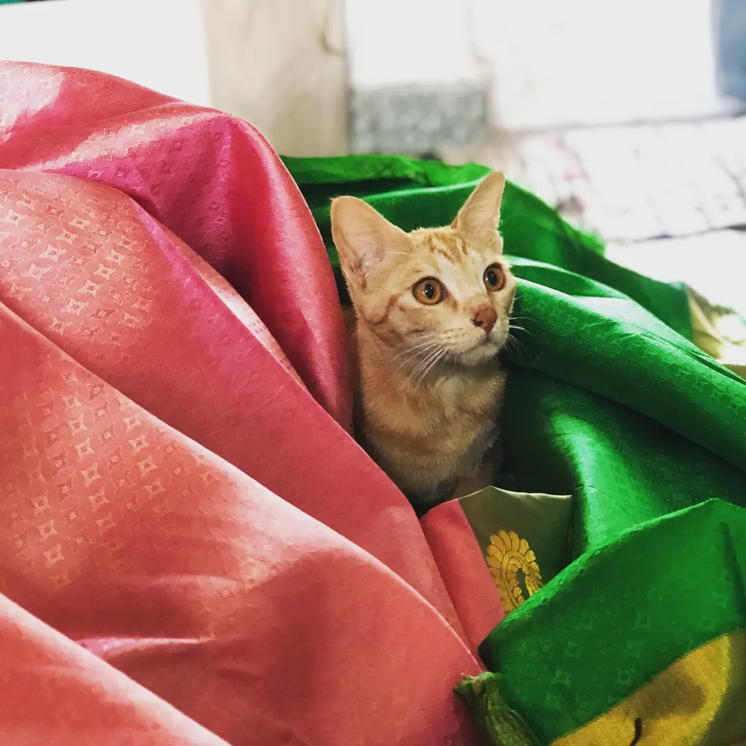 Tingmo’s saree love 💓