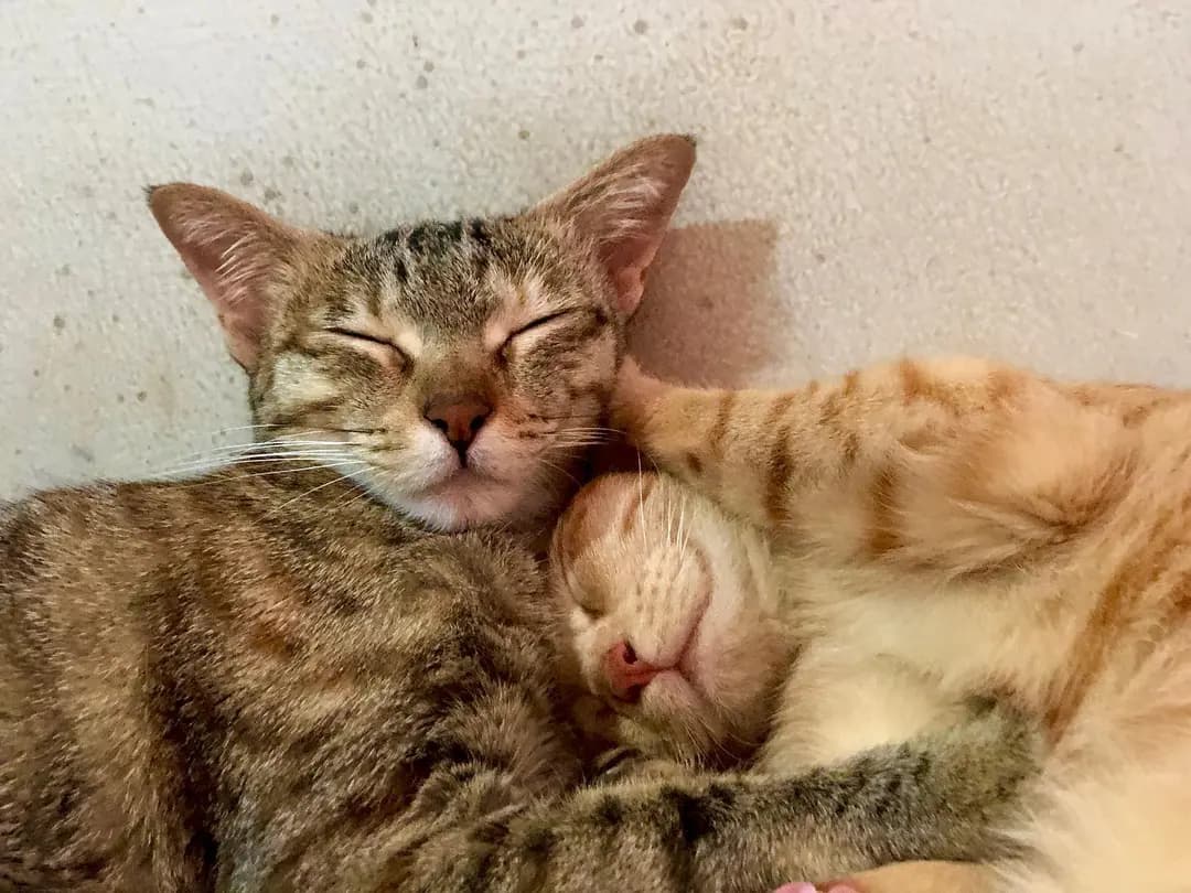 Tingmo,”enough maa, let me sleep” 😴