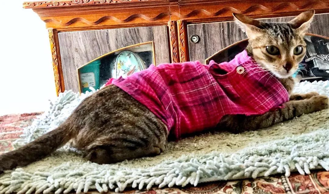 Around this time last year we got Piggy spayed