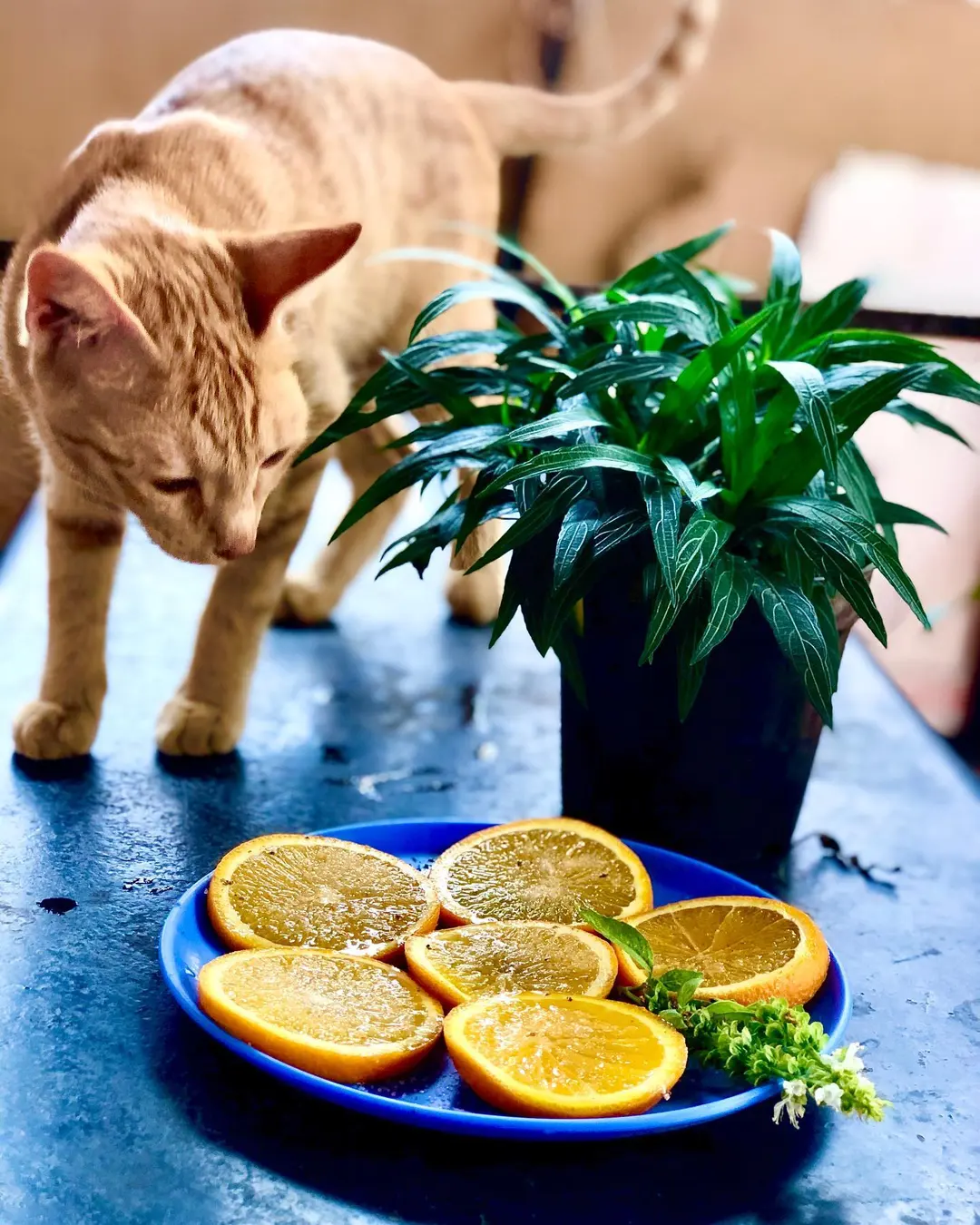 Tingmo trying to colour coordinate with oranges 🍊