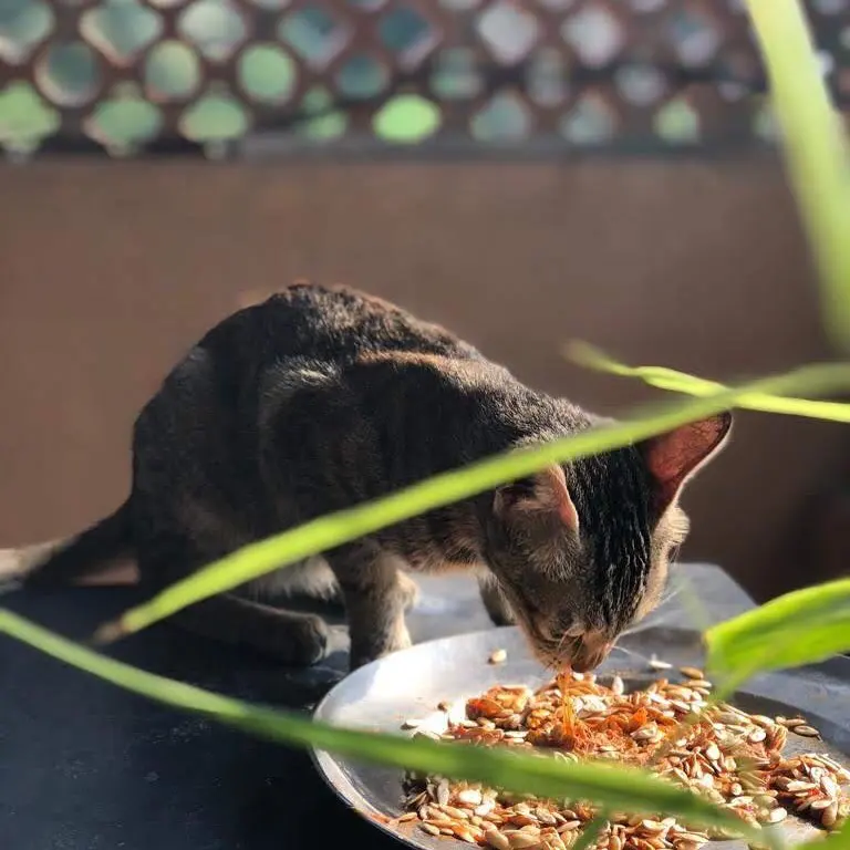 Piggy snacking on muskmelon seeds. π§π₯°