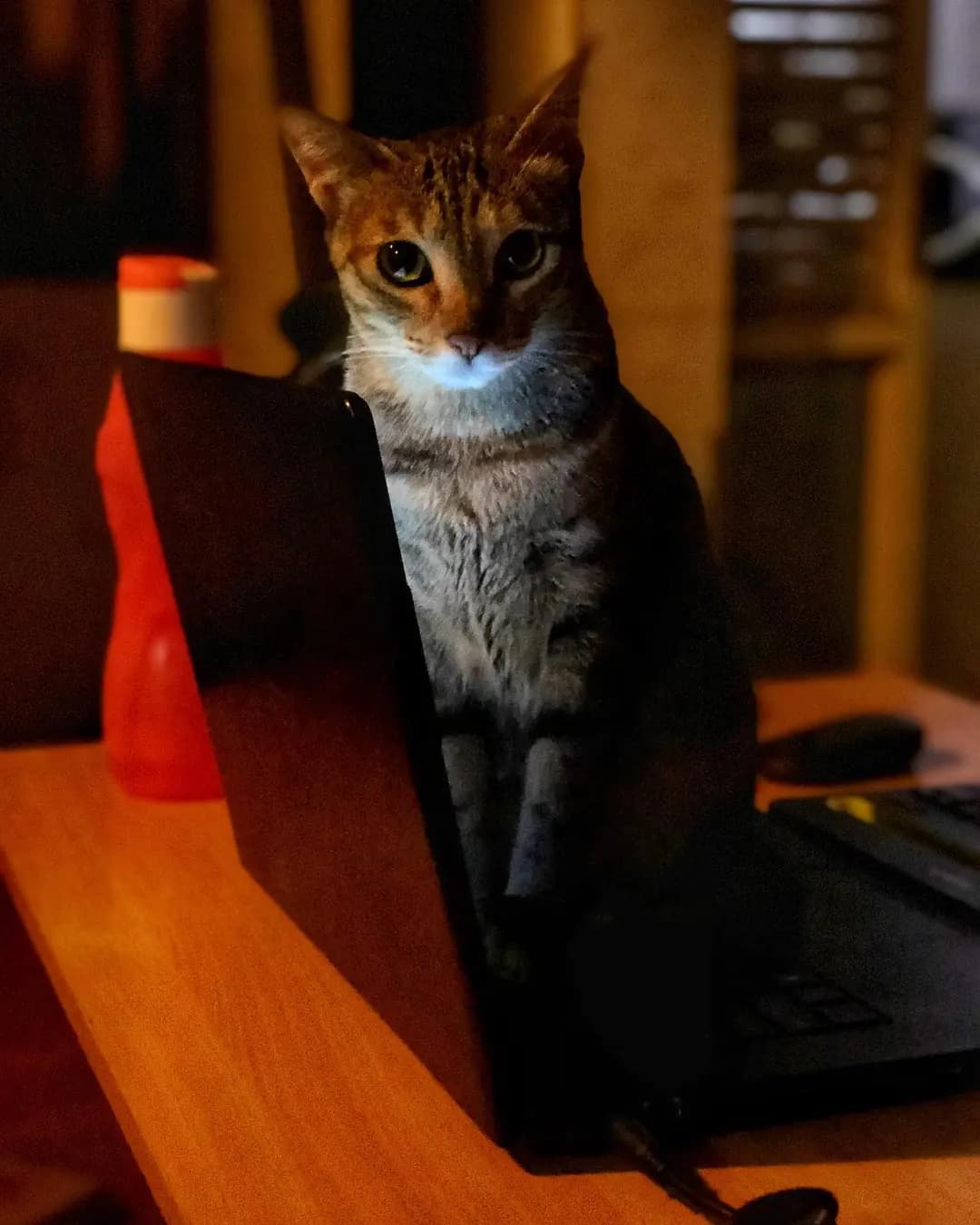 Piggy, β you need anything?? This is my laptop timeβ π€©π€©π€ π