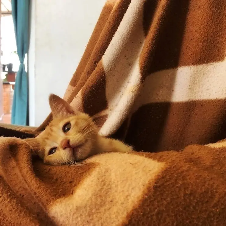 Tingmo wondering about the things she has to do in a day
