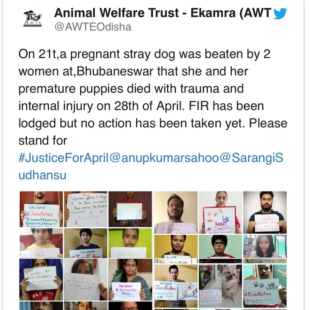 A shameful act. Nobody has a right to do this to any loving being (2 of 2)